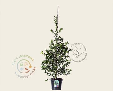 Ilex aquifolium 'J.C. Van Tol' - in pot