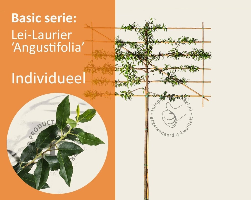 Lei-Laurier l. 'Angustifolia' - Basic - individueel geen extra's