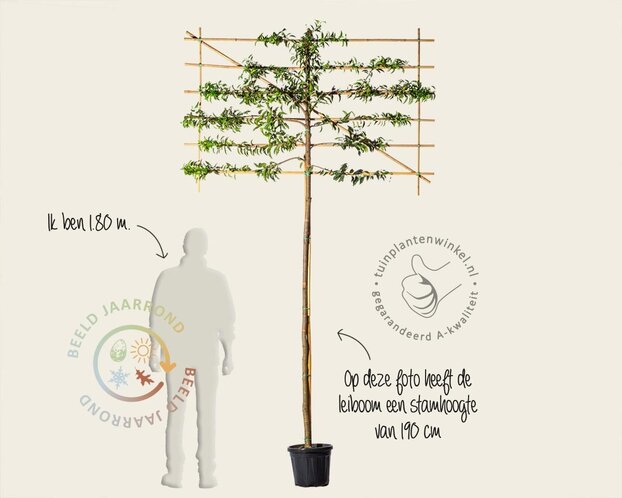 Lei-Laurier l. 'Angustifolia' - Basic - individueel geen extra's
