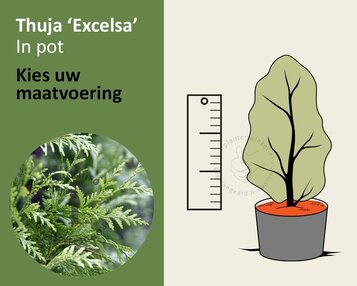 Thuja plicata 'Excelsa' - in pot image