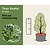 Thuja plicata 'Excelsa' - in pot