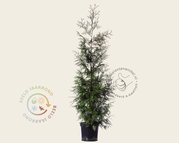 Thuja plicata 'Excelsa' - in pot