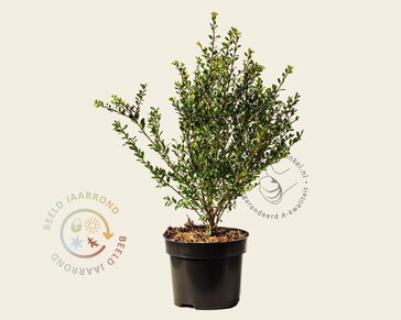 Ilex crenata 'Glory Gem' - in pot