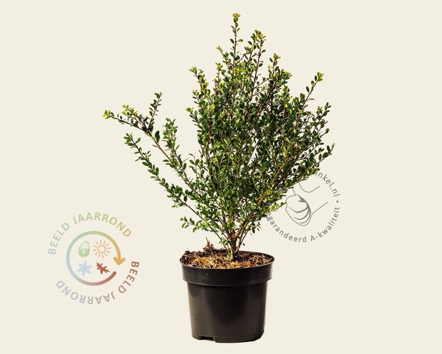 Ilex crenata 'Glory Gem' - in pot