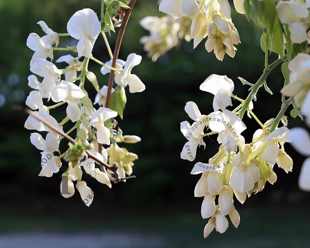 Wisteria brachybotrys 'Shiro Kapitan Fuji' - XL