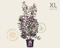 Cotinus coggygria 'Royal Purple' - XL
