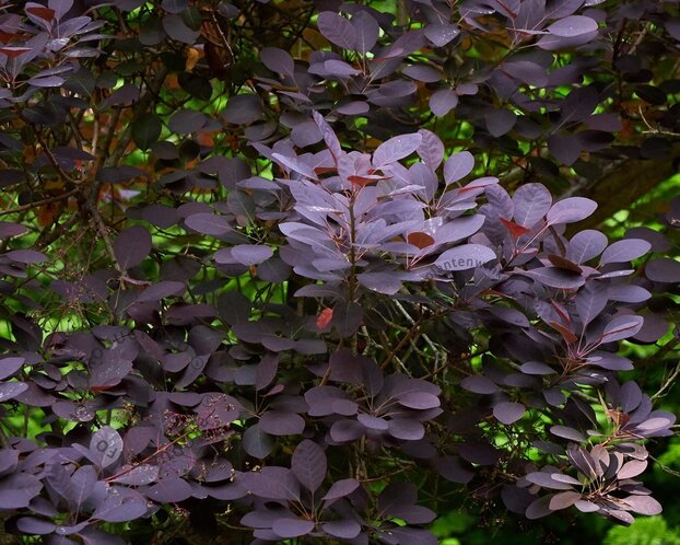 Cotinus coggygria 'Royal Purple' - XL