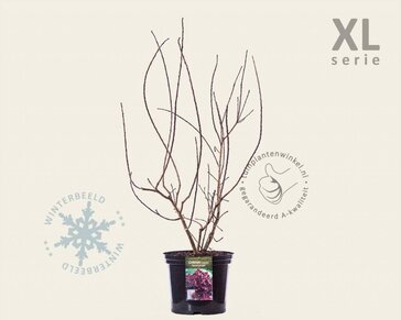 Cotinus coggygria 'Royal Purple' - XL