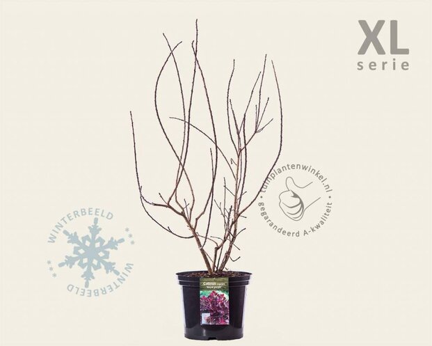 Cotinus coggygria 'Royal Purple' - XL