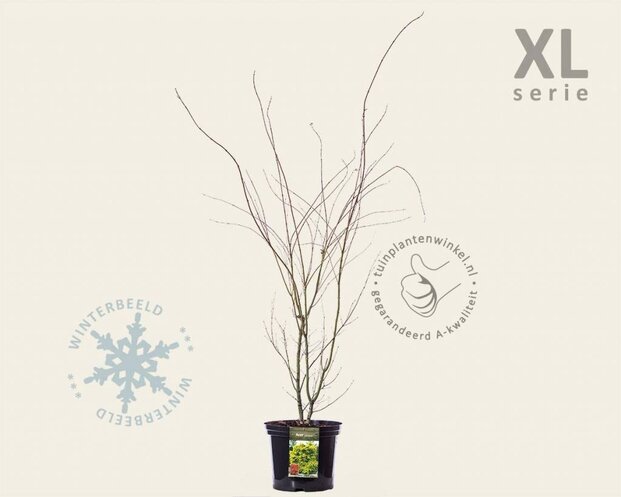 Acer palmatum - XL