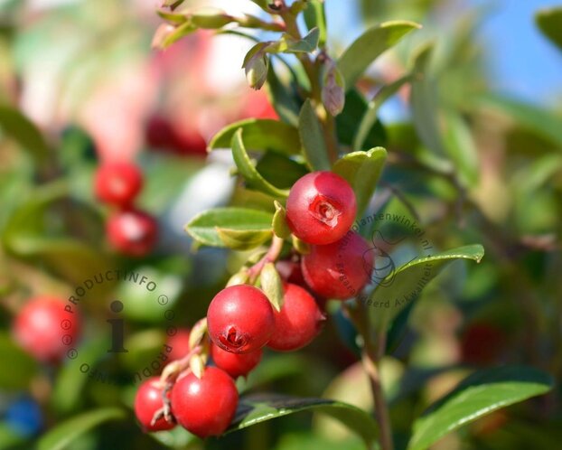 Vaccinium vitis-idaea 'Fireballs'