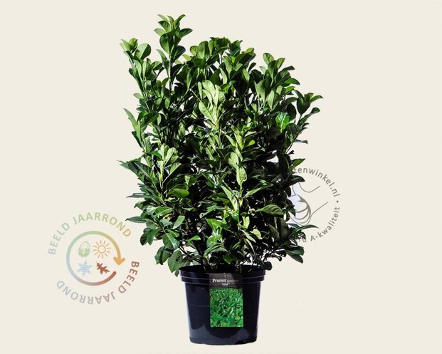 Prunus laurocerasus 'Etna' - in pot