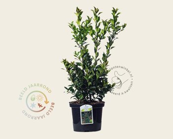 Ilex meserveae 'Blue Maid' - in pot