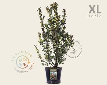 Ilex meserveae 'Blue Maid' - in pot