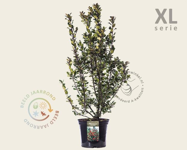 Ilex meserveae 'Blue Maid' - in pot