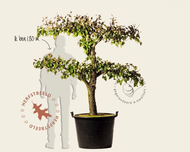 Alleen in winkel Pyrus communis 'Conference' - extra oude lei-vorm 2 etages