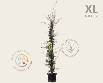 Pyracantha coccinea 'Saphyr Jaune' - XL image