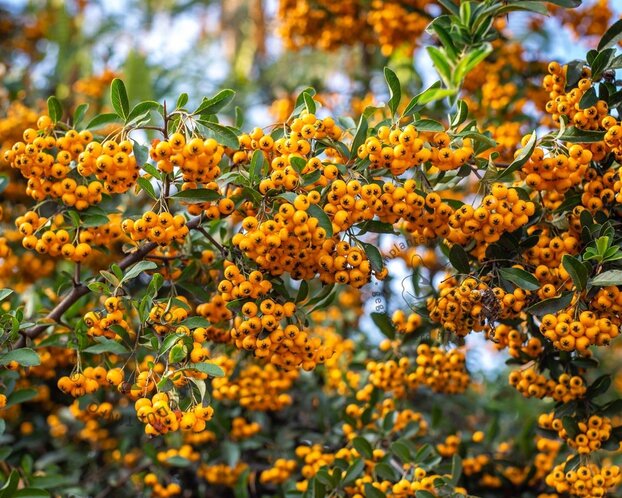 Pyracantha coccinea 'Saphyr Jaune' - XL