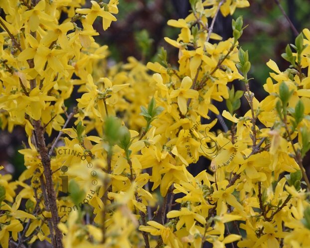 Forsythia intermedia 'Week-End' -  ‘Courtalyn’ - XL