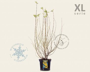 Forsythia intermedia 'Week-End' -  ‘Courtalyn’ - XL