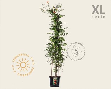 Campsis tagliabuana 'Mme Galen' - XL