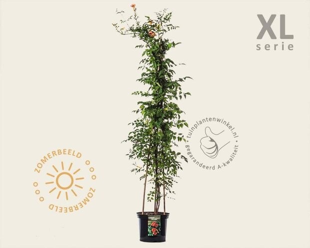 Campsis tagliabuana 'Mme Galen' - XL