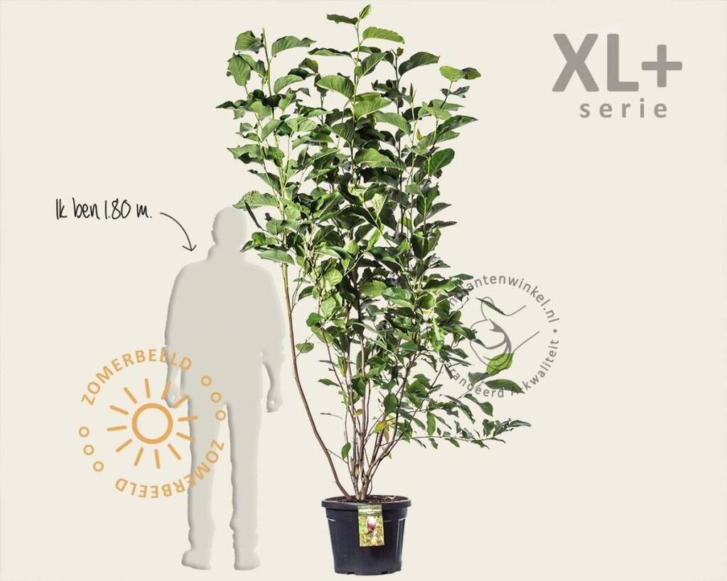 Magnolia soulangeana 'Lennei' - XL+
