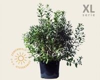 Myrica gale - XL