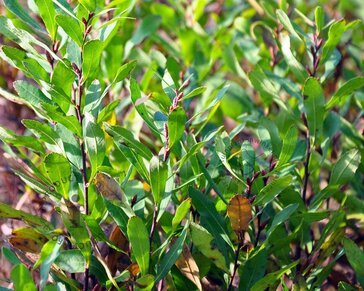 Myrica gale - XL