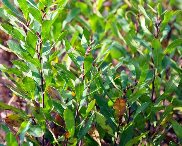 Myrica gale - XL