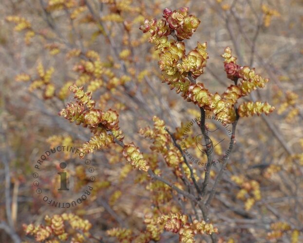Myrica gale - XL