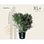 Euonymus alatus 'Compactus' - XL+