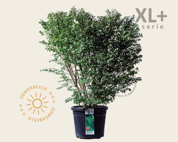 Euonymus alatus 'Compactus' - XL+