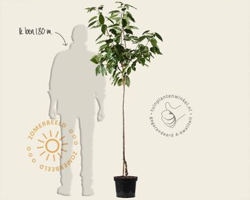 Prunus cerasus 'Morel' - halfstam