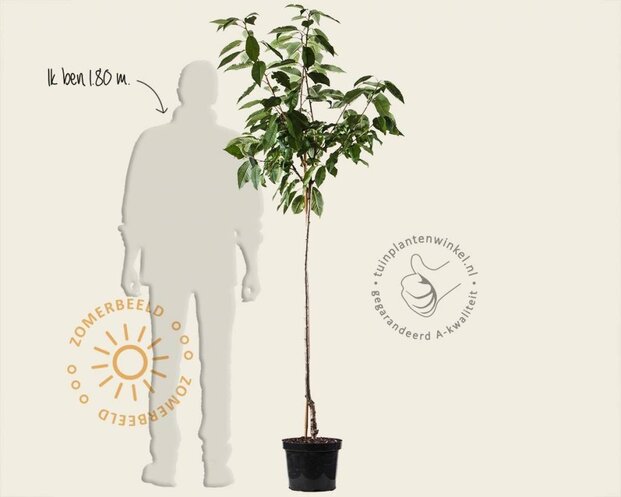 Prunus cerasus 'Morel' - halfstam