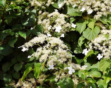 Hydrangea anomala petiolaris - XL+