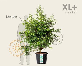 Styrax japonicus - XL+