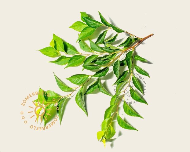 Styrax japonicus - XL+