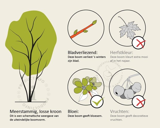 Styrax japonicus - XL+