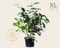 Magnolia sieboldii - XL