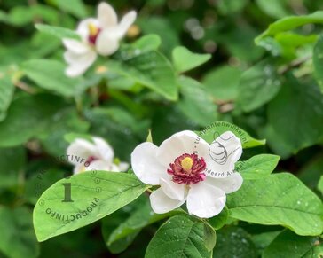 Magnolia sieboldii - XL