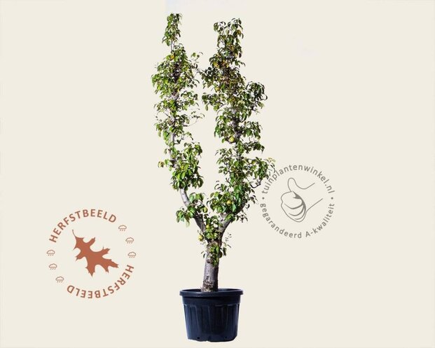 Alleen in winkel Pyrus communis 'Doyenne du Comice' - oude U-vorm