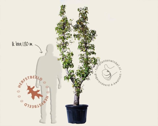 Alleen in winkel Pyrus communis 'Doyenne du Comice' - oude U-vorm