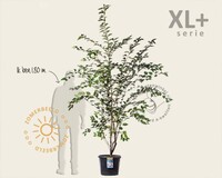 Prunus 'Accolade' - XL+