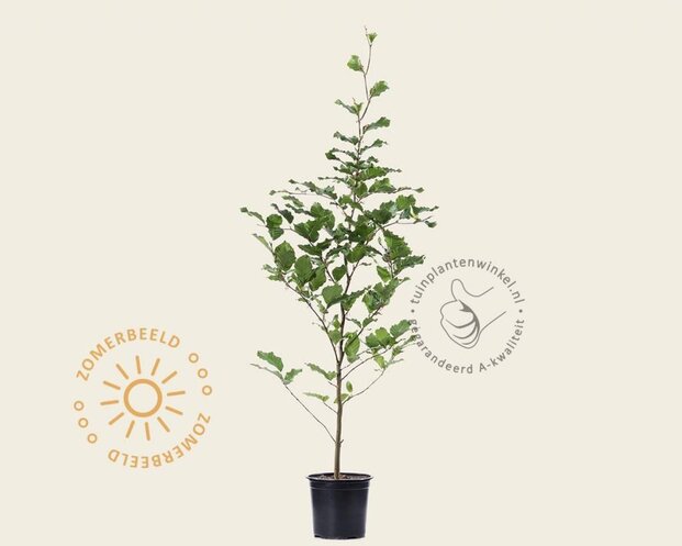 Fagus sylvatica (Groene Beuk) - in pot