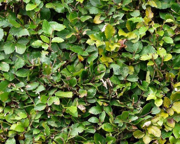 Fagus sylvatica (Groene Beuk) - in pot