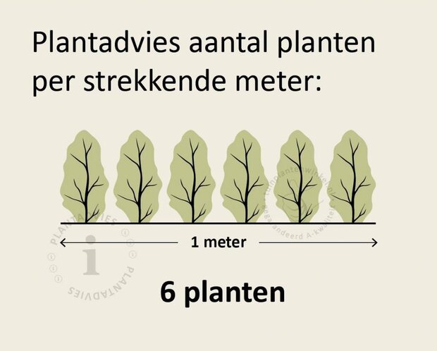 Fagus sylvatica (Groene Beuk) - in pot