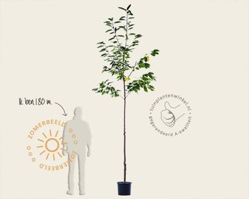 Prunus avium 'Kordia' - hoogstam