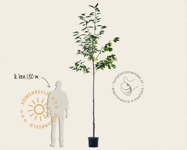 Prunus avium 'Kordia' - hoogstam