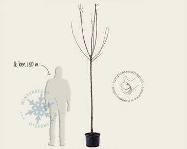 Prunus avium 'Kordia' - hoogstam